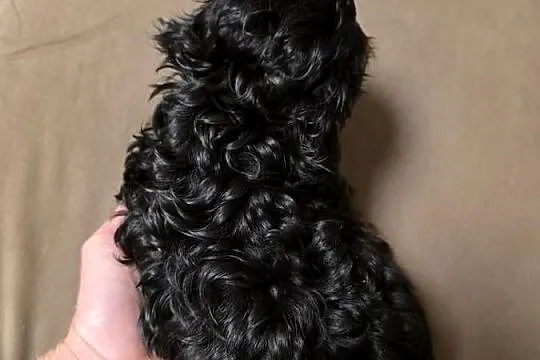 Shih tzu z pudlem toy shihpoo mini chłopczyk, Wielkopolskie, Górka Duchowna