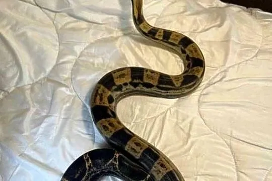 Boa imperator