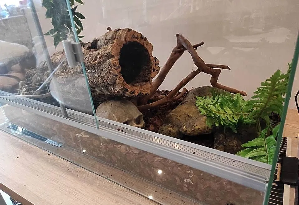Pyton królewski z terrarium samiec, Lubelskie, Lublin