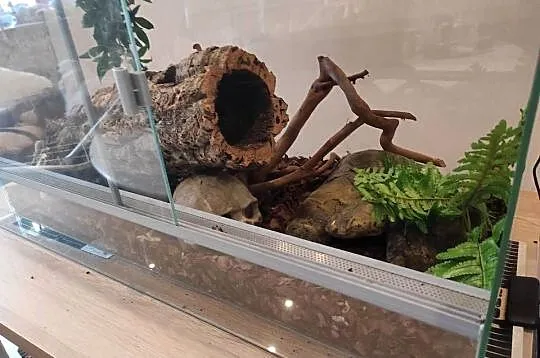 Pyton królewski z terrarium samiec