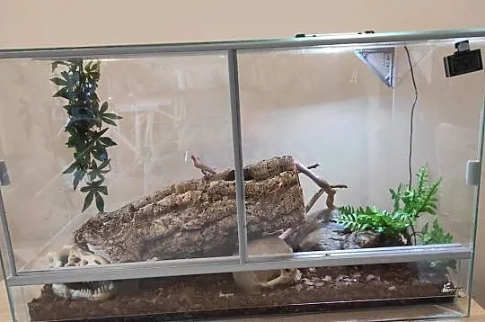 Pyton królewski z terrarium samiec, Lubelskie, Lublin