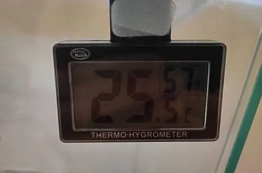 Pyton królewski z terrarium samiec, Lubelskie, Lublin