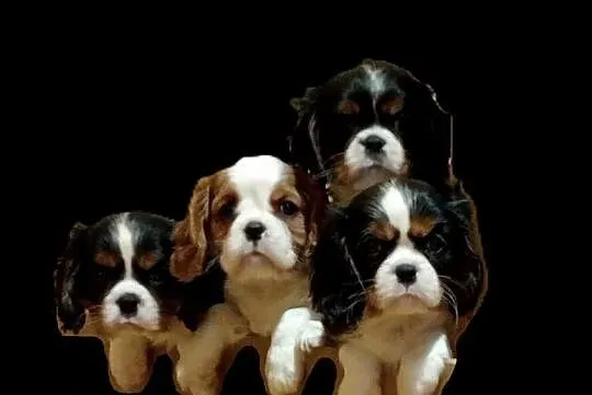 Cavalier King Charles Spaniel, blenheim, black and tan