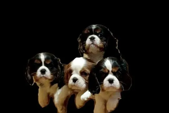 Cavalier King Charles Spaniel, blenheim, black and tan, Śląskie, Częstochowa