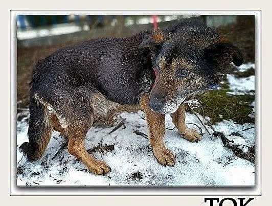 Starszy,idealny,grzeczny,spokojny,tulaśny,średni piesek TOK błaga o dom.Adopcja., , Wrocław