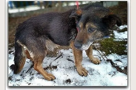 Starszy,idealny,grzeczny,spokojny,tulaśny,średni piesek TOK błaga o dom.Adopcja., , Wrocław
