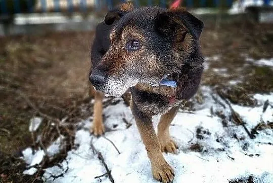 Starszy,idealny,grzeczny,spokojny,tulaśny,średni piesek TOK błaga o dom.Adopcja., , Wrocław