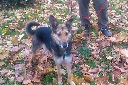 3-letnia Psota szuka domu Mix owczarka niemieckieg