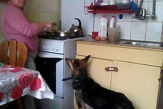3-letnia Psota szuka domu Mix owczarka niemieckieg