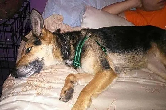 3-letnia Psota szuka domu Mix owczarka niemieckieg