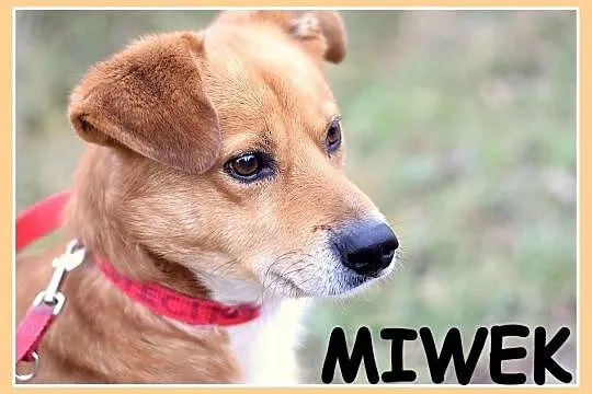 Średni 17 kg, aktywny,przyjacielski,kontaktowy pies MIWEK_Adopcja_