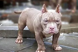 American Bully Pocket suka