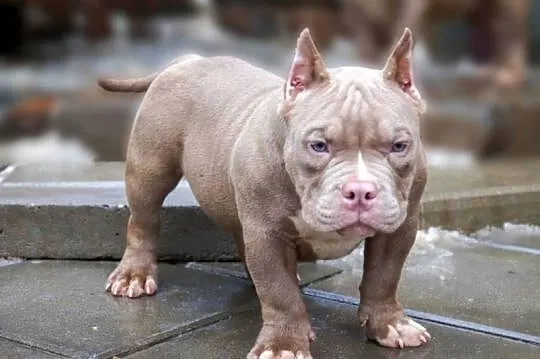 American Bully Pocket suka