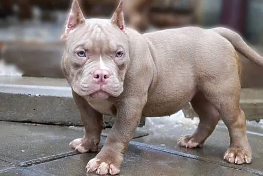 American Bully Pocket suka, Małopolskie, Limanowa