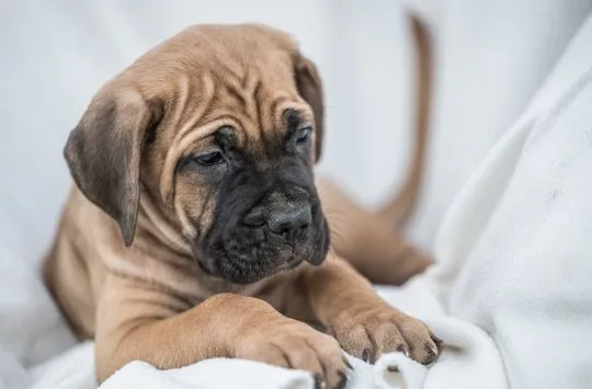 Cane Corso Piękne zarejestrowane szczenięta na sprzedaż