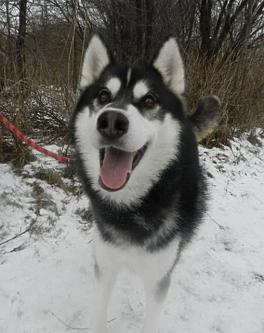 Oskar - uroczy psiak w typie husky do adopcji!, p
