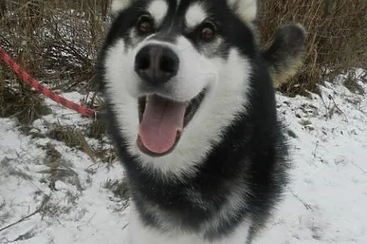 Oskar - uroczy psiak w typie husky do adopcji!, pomorskie Gdańsk