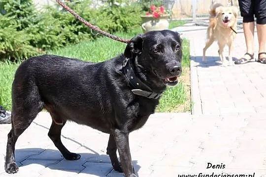 Denis - kontaktowy psiak, Mazowieckie, Nowy Dwór Mazowiecki
