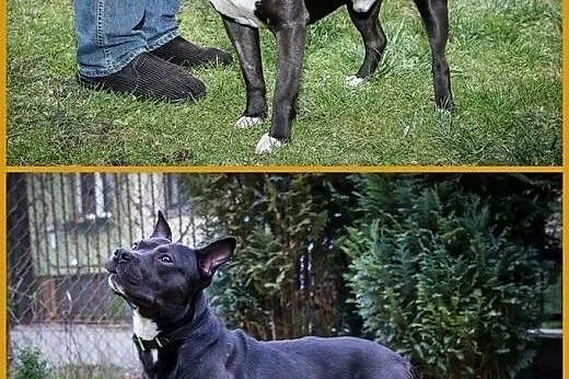 Miki kochany mixamstaff czeka na dom,  mazowieckie