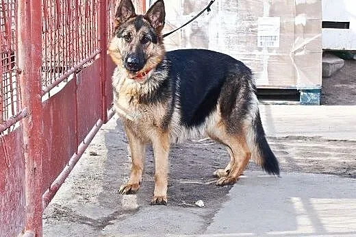 Layla - sunia w typie OWCZARKA szuka dobrego domu,  łódzkie Łódź