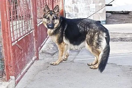 Layla - sunia w typie OWCZARKA szuka dobrego domu,