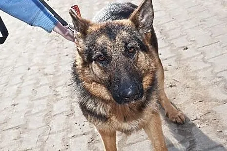 Layla - sunia w typie OWCZARKA szuka dobrego domu,