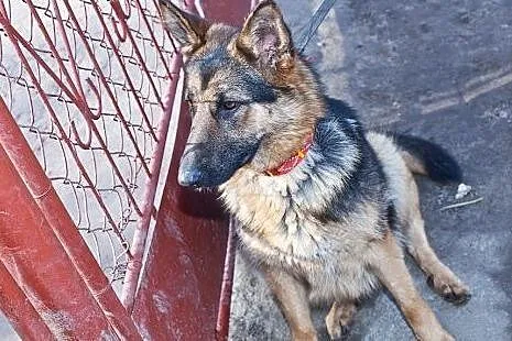 Layla - sunia w typie OWCZARKA szuka dobrego domu,