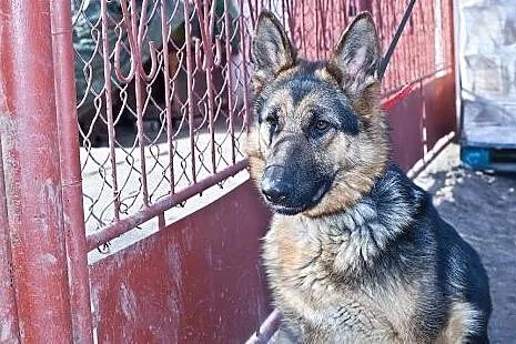 Layla - sunia w typie OWCZARKA szuka dobrego domu,