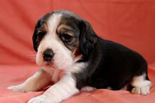 Beagle, zapowiedź miotu :)