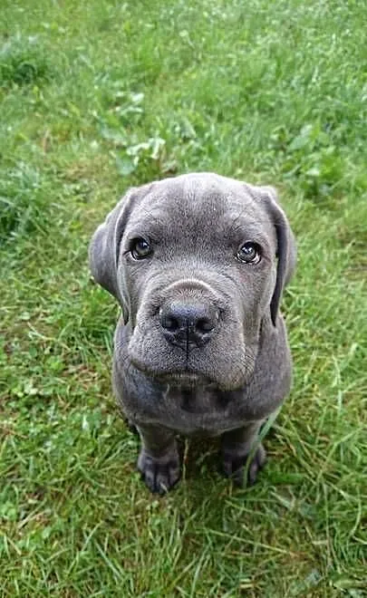 CANE CORSO ITALIANO / szczenię / z Włoch, Dolnośląskie, Wrocław