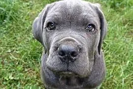 CANE CORSO ITALIANO / szczenię / z Włoch