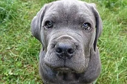 CANE CORSO ITALIANO / szczenię / z Włoch