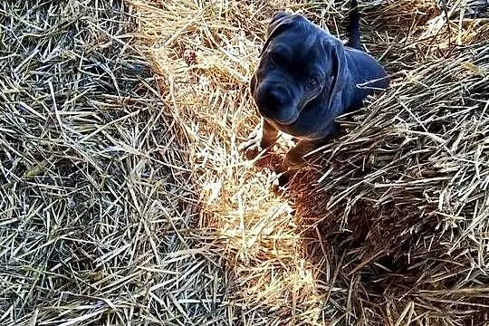 CANE CORSO ITALIANO / szczenię / z Włoch, Dolnośląskie, Wrocław