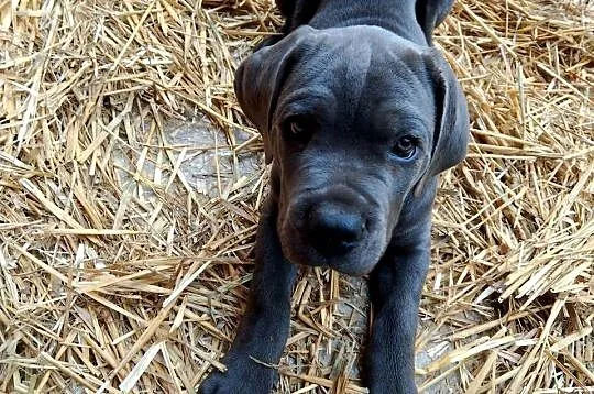CANE CORSO ITALIANO / szczenię / z Włoch, Dolnośląskie, Wrocław