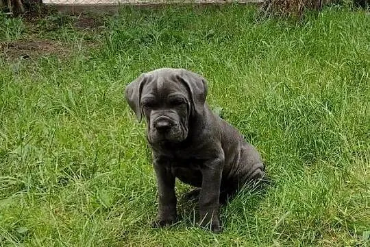CANE CORSO ITALIANO / szczenię / z Włoch, Dolnośląskie, Wrocław