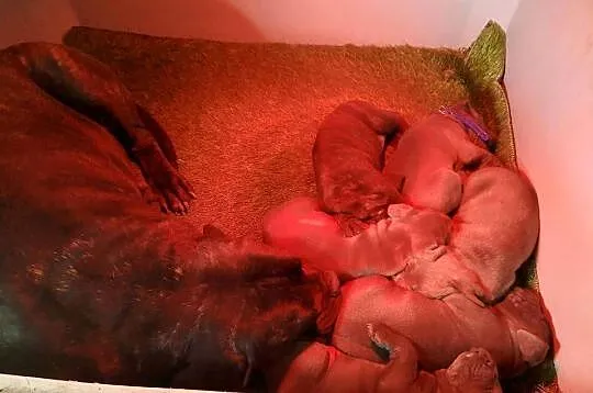 CANE CORSO ITALIANO / szczenię / z Włoch, Dolnośląskie, Wrocław