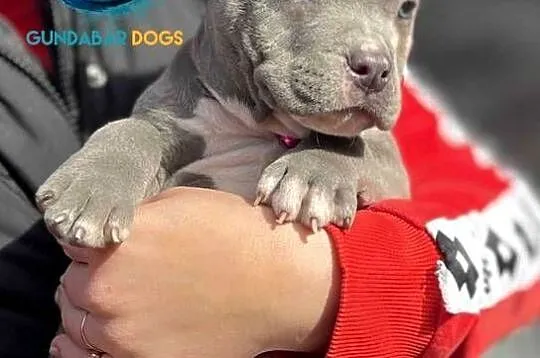 American Bully ABKC suczka