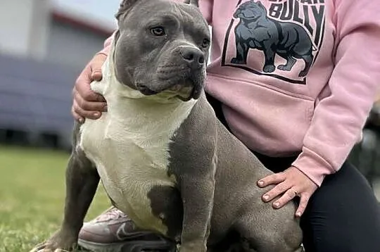 American Bully ABKC suczka, Wielkopolskie, Koło