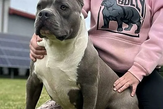 American Bully ABKC suczka, Wielkopolskie, Koło