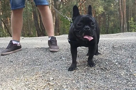 Buldog francuski Reproduktor