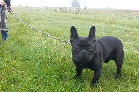Buldog francuski Reproduktor