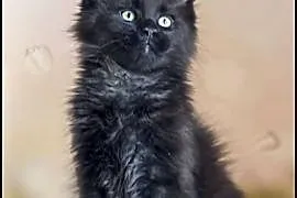 Kocurek Maine Coon Jordan