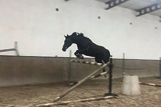Wałach do współdzierżawy!, , 