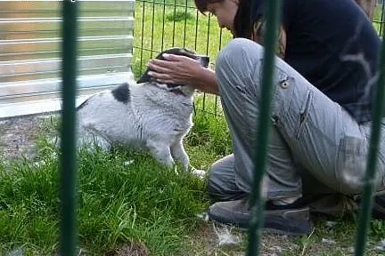 Amigo - maleńki kundelek, cały w łaty - adoptuj ok