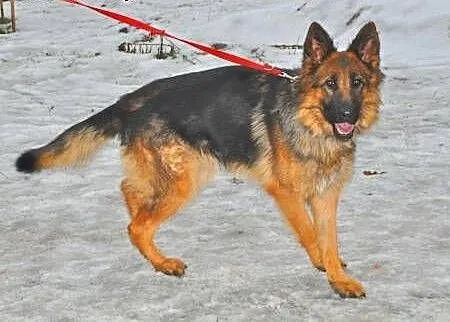 LUNA - piękna, młoda sunia owczarka niemieckiego d