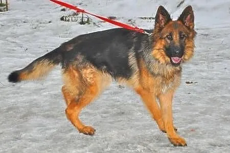 LUNA - piękna, młoda sunia owczarka niemieckiego d