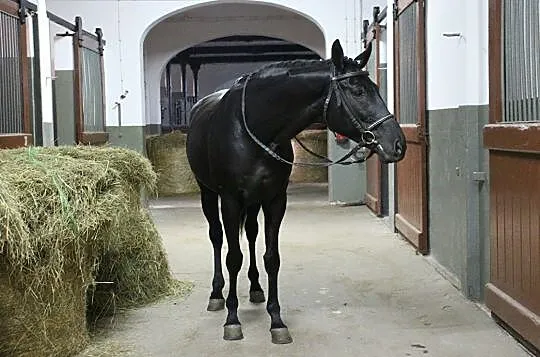 Udostępnię do jazd/wydzierżawię konie, , Lubiąż