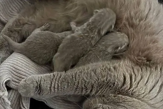 Koty brytyjskie liliowe z rodowodem, Mazowieckie, Węgrów