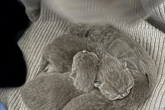 Koty brytyjskie liliowe z rodowodem, Mazowieckie, Węgrów