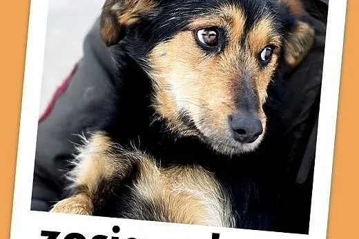 ZOSIA,9kg,młoda,łagodna,tulaśna,rodzinna suczka.ADOPCJA,  dolnośląskie Wrocław